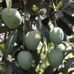 India - world's biggest producer of Mangoes.