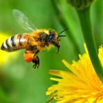 Interesting Facts about Honey Bees